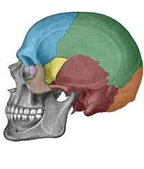 Multiple colors displays this different regions of the skull